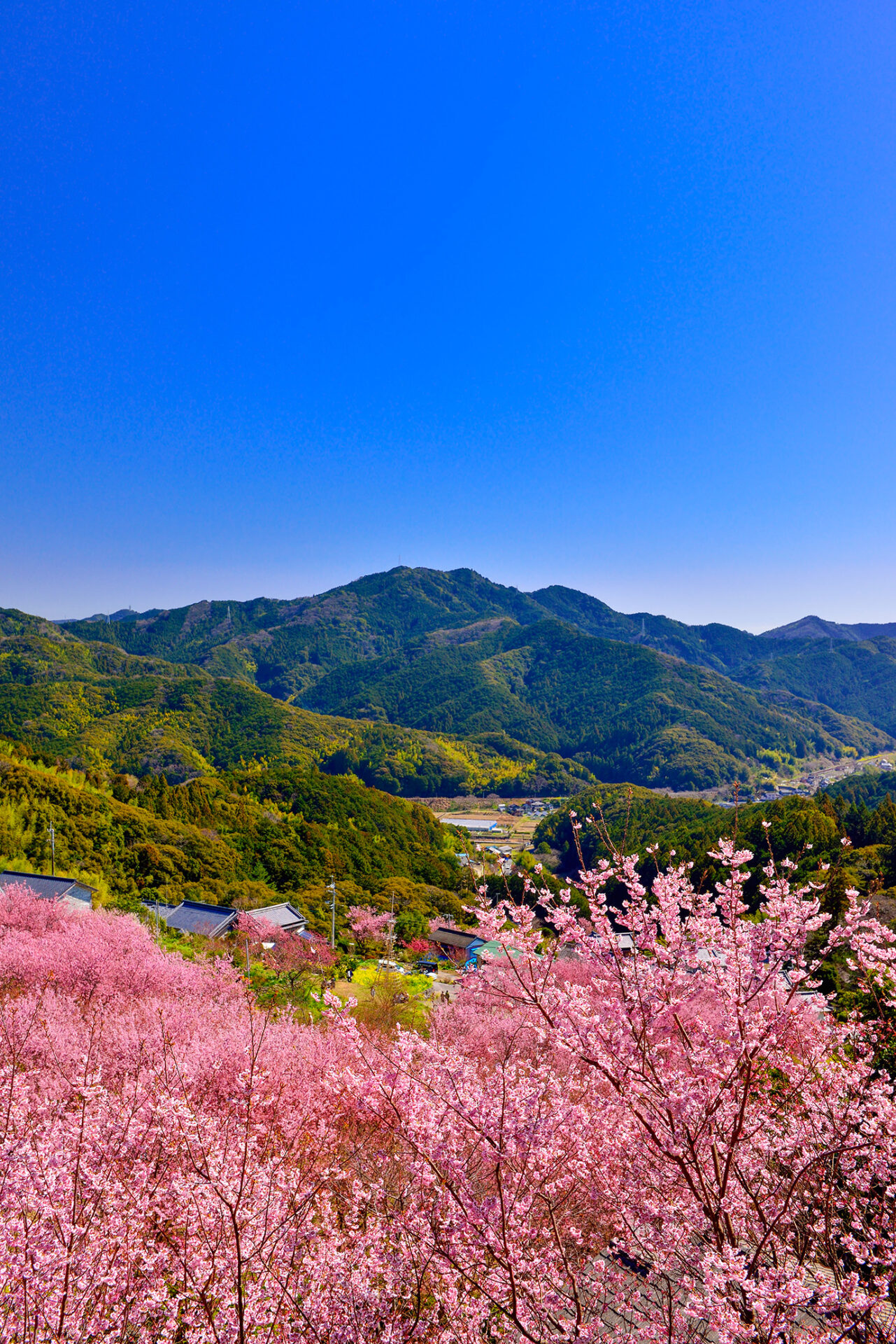 須崎市で一番高い山🏔 - 須崎市観光協会ホームページ