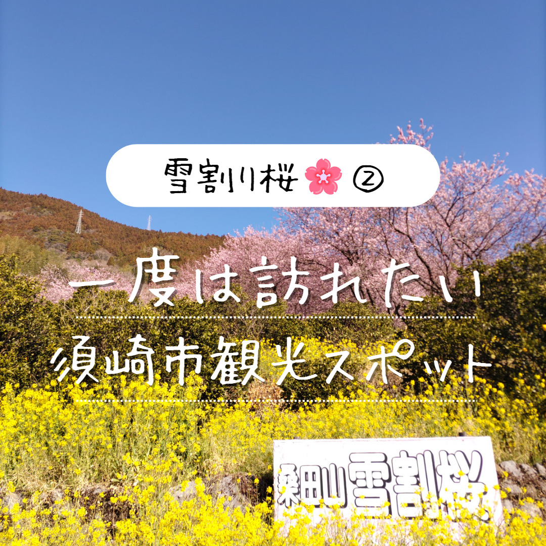 雪割り桜🌸② - 須崎市観光協会ホームページ