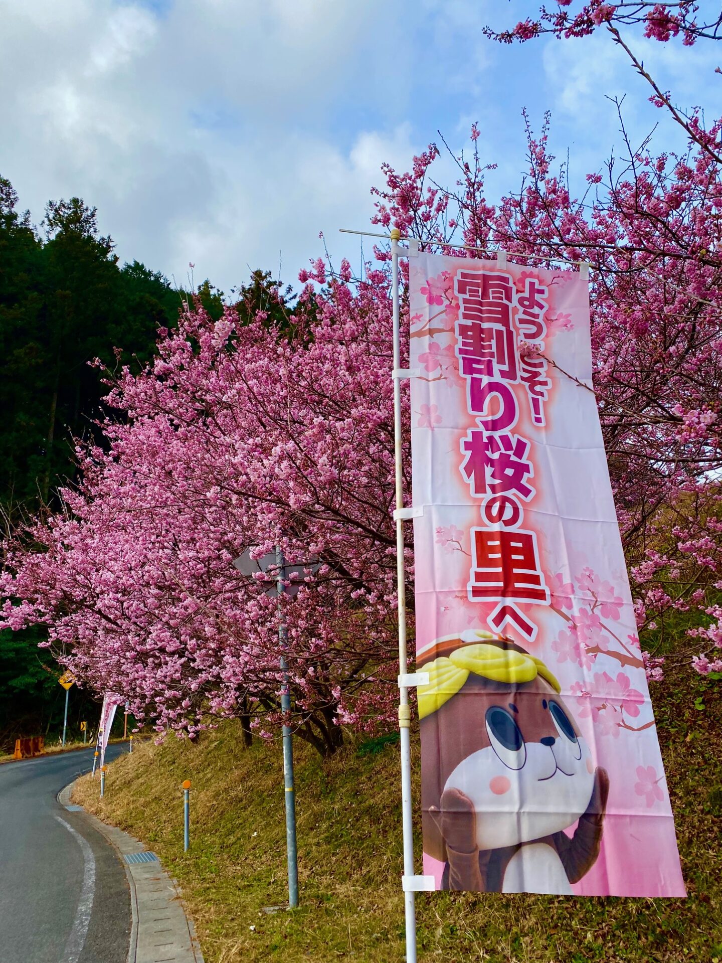 雪割り桜（開花情報、アクセス・駐車場情報など） - 須崎市観光協会